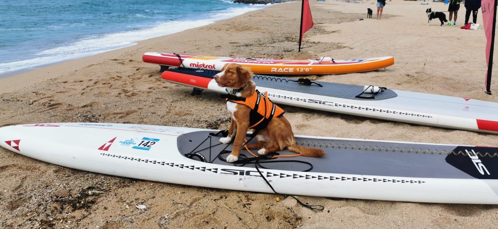 Dog paddle surf, Spartan dog race i Masterclass de yoga amb gossos