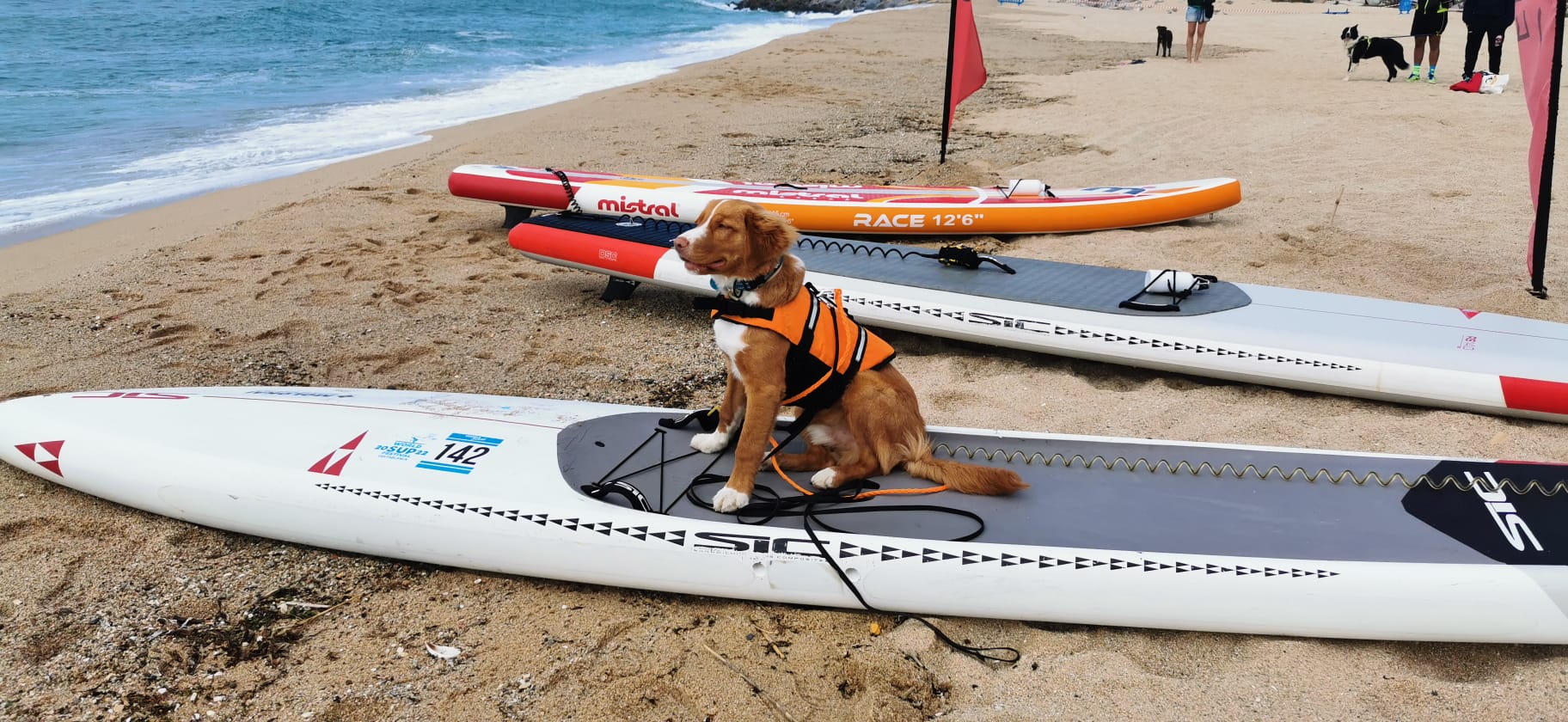 Dog paddle surf, Spartan dog race i Masterclass de yoga amb gossos - 2023, club nàutic el masnou, cnem, Vela - Dog paddle surf